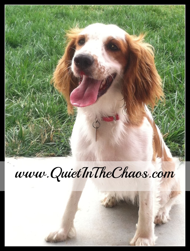 Charlie Our Springer Spaniel {Quiet In The Chaos}