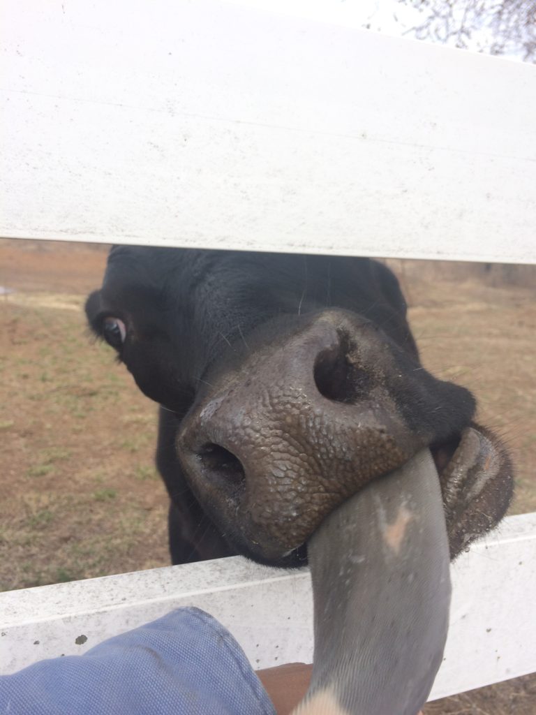 Bottle Baby Beef Cattle