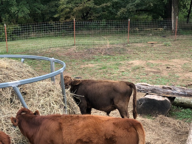 Dunn Dexter calf