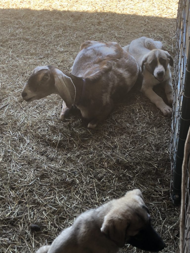 Livestock Guardian Pups with Goats