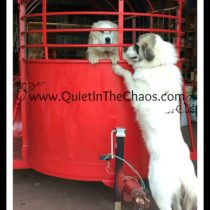LGD Livestock Guardians in Heat