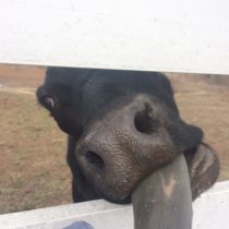 Bottle Baby Beef Cattle