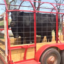 First Steers on the Farm {a Grateful Reflection}