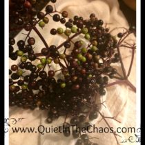 Elderberries