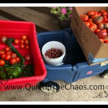 End of summer on the farm Chores