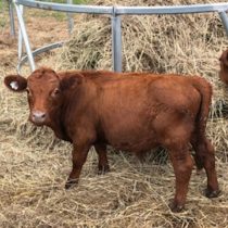 Shorty red Dexter calf