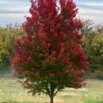 Fall Time Maple Trees