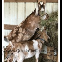 Friday on the Farm {first time farmer}