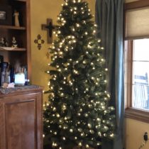 Christmas Tree, too early