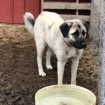 LGD Puppies on the Way