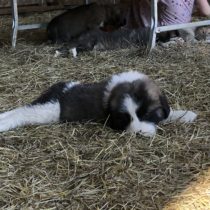 Waylon, future LGD www.QuietintheChaos.com