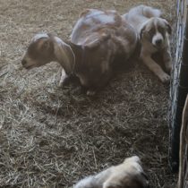 Livestock Guardian Pups with Goats