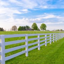 Livestock guardian dogs (puppies) and goats