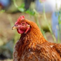 Keeping Chickens